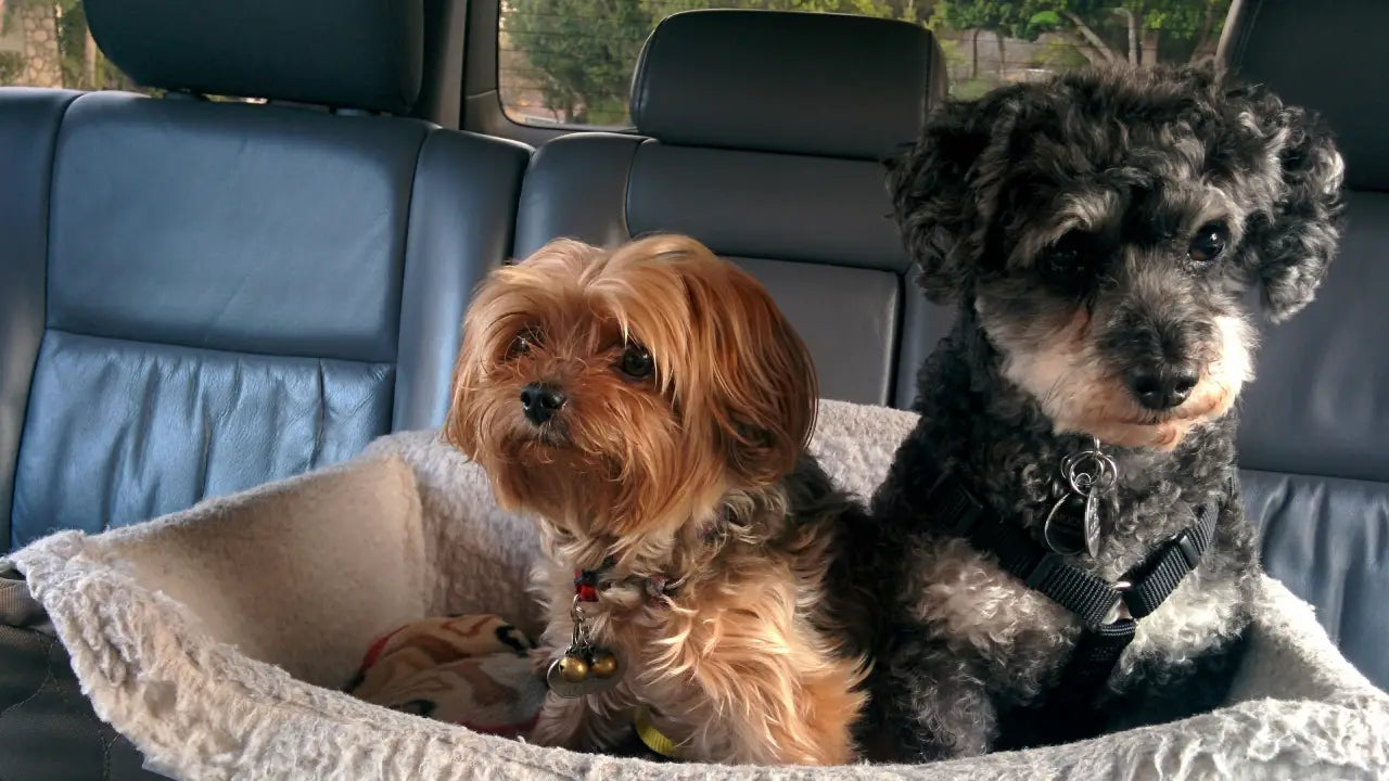 Pet-Friendly Road Trips: Safety Rules Every Driver Should Follow